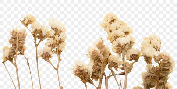 Сухие цветы ФШ