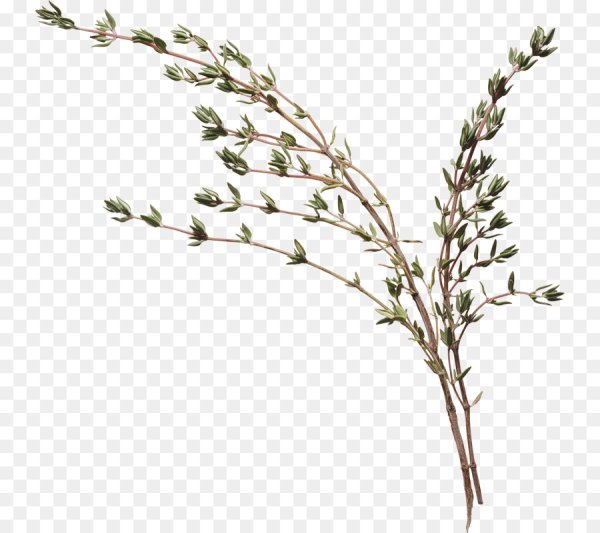 Веточка чабреца