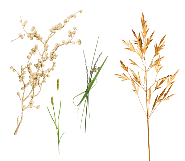 Вейник колосок сухоцвет