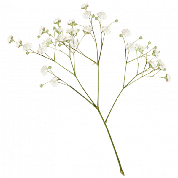 Гипсофила White