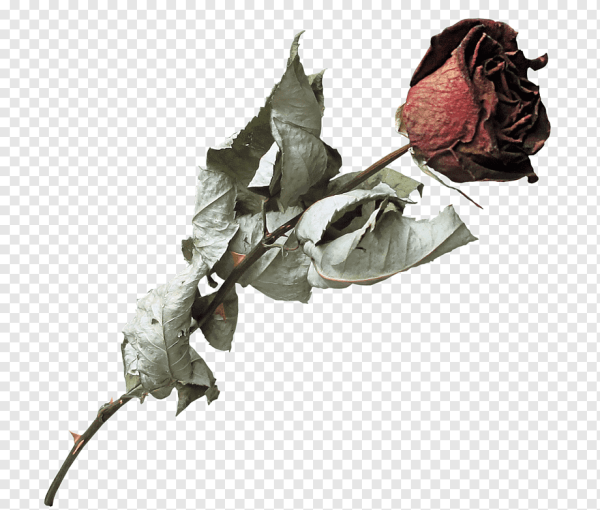 Увядшая роза