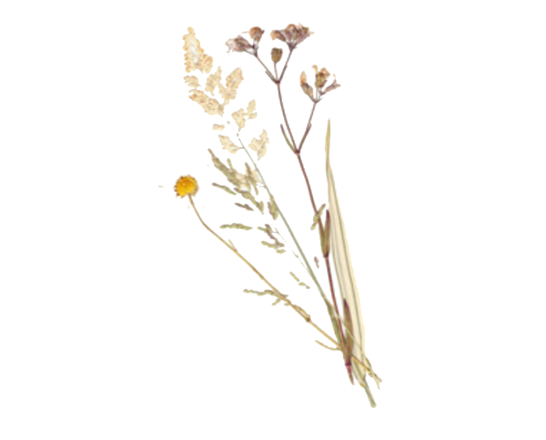 Гербарий на прозрачном фоне