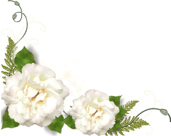 Белые розы для фотошопа