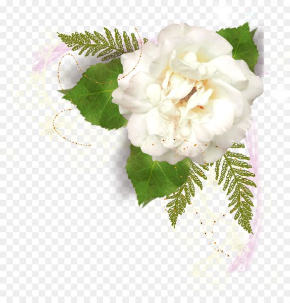 Свадебные розы на прозрачном фоне