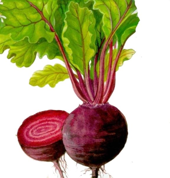 Соплодие свеклы