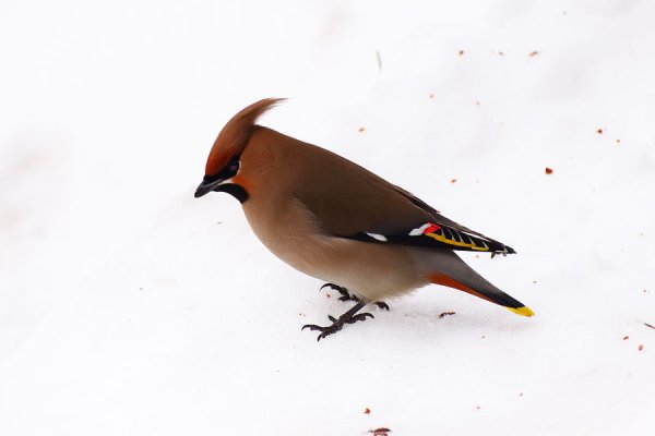 Свиристель на белом фоне