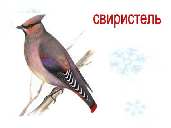 Свиристель для дошкольников