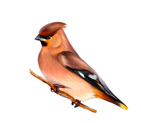 Свиристель фото