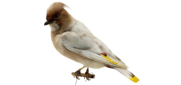 Свиристели на белом фоне