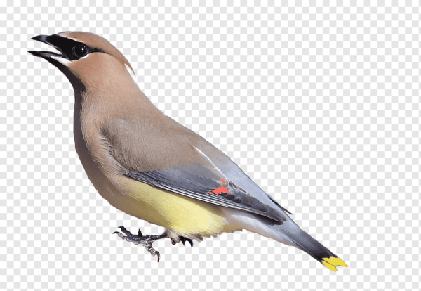 Свиристели на белом фоне