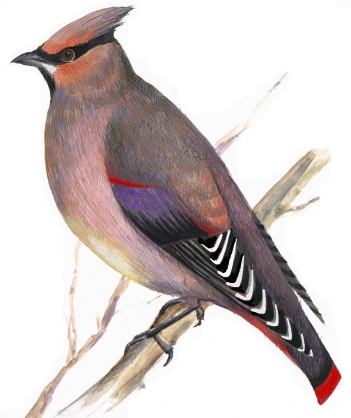 Картина свиристель для детей