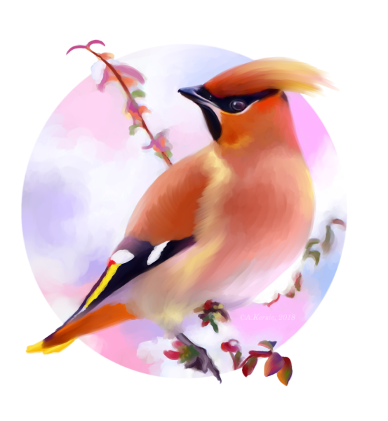 Свиристель птица для детей