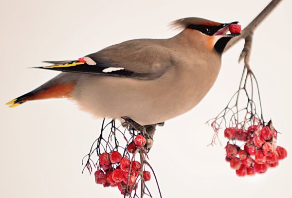 Свиристель зимующая птица