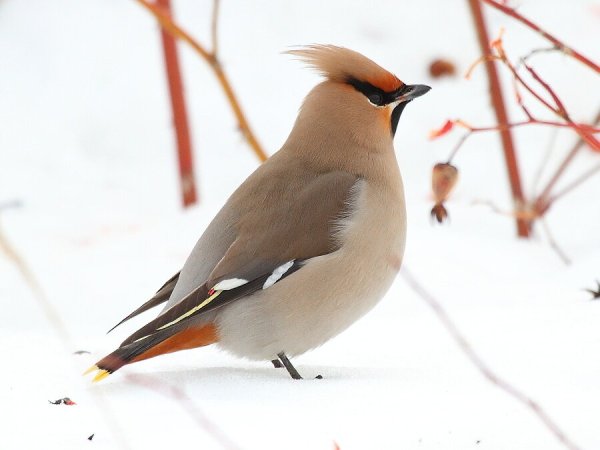 Свиристель зимующая птица