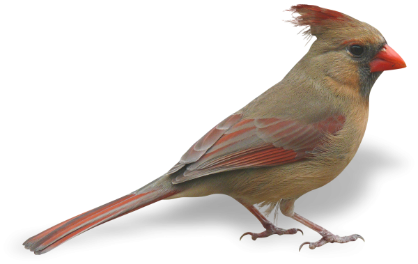 Свиристель на прозрачном фоне
