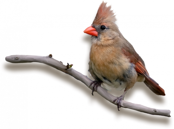 Без фона свиристели