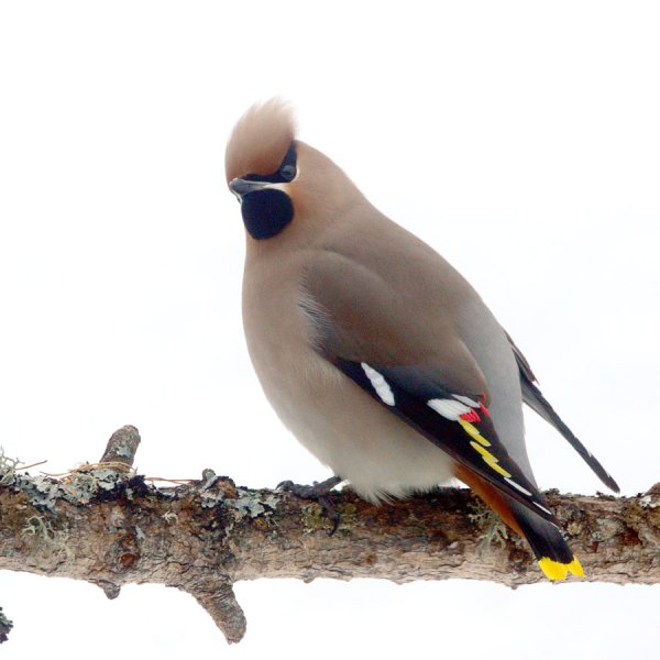 Свиристель на белом фоне