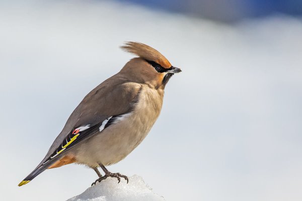 Сорокопутовый свиристель