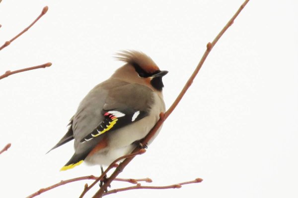 Свиристель на белом фоне