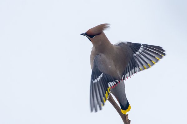 Свиристель птица в полете