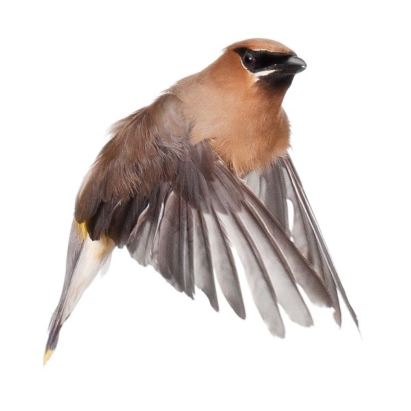 Свиристель в полете вектор