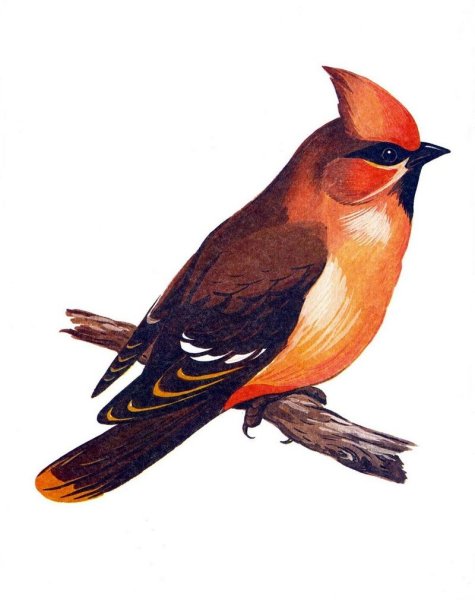 Клест свиристель щегол