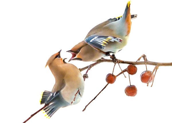 Осенние птички на белом фоне