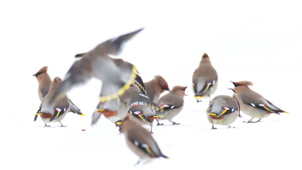 Свиристели на прозрачном фоне