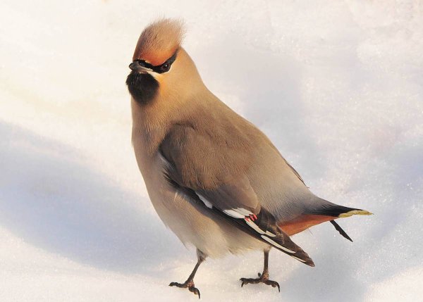 Свиристель фото