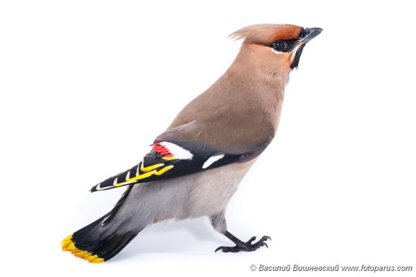 Свиристели на белом фоне