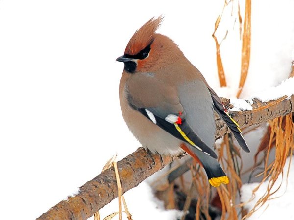 Зимующие птицы свиристели