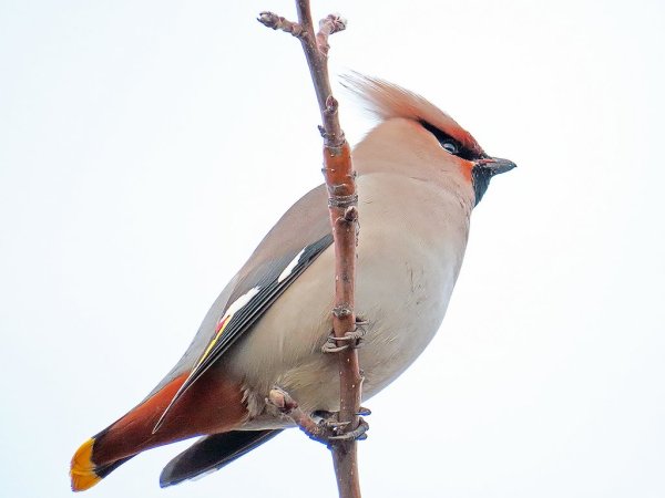 Свиристель птица для детей