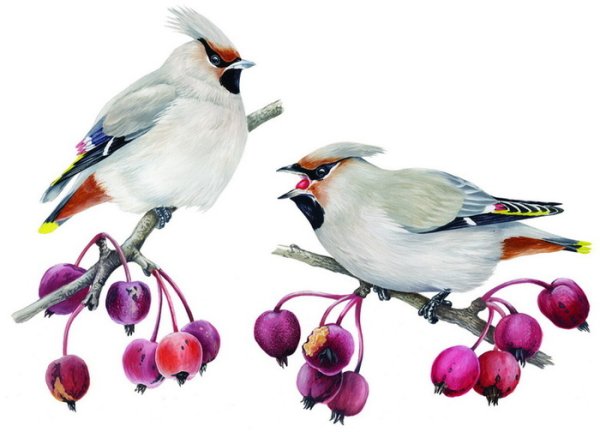 Свиристель фото