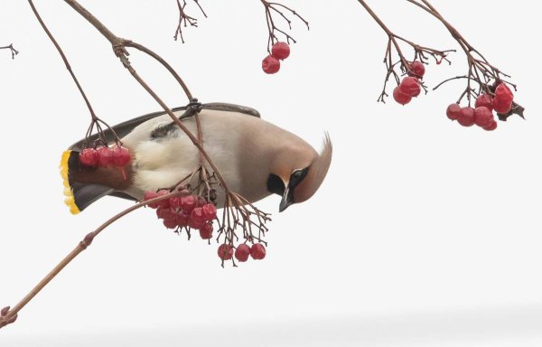 Свиристель на омеле