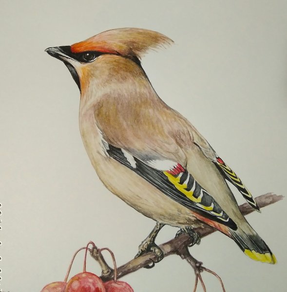 Дятел и свиристель