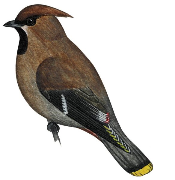 Клест свиристель