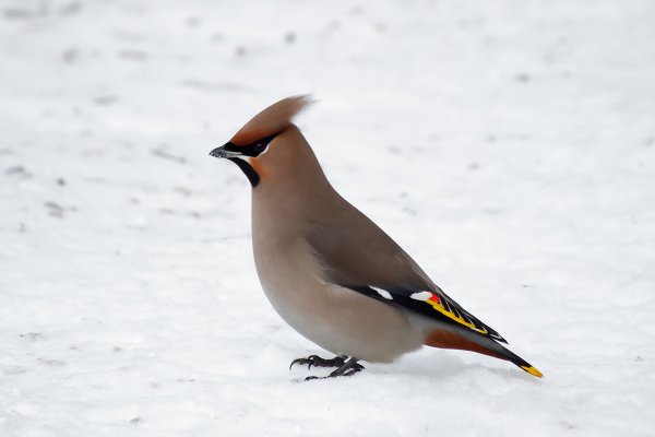 Свиристель зимующая птица для детей