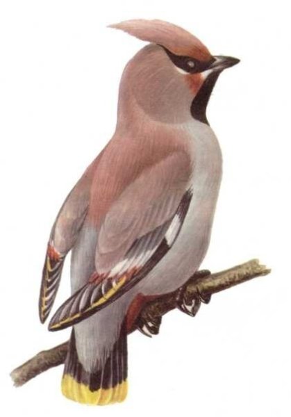 Дятел и свиристель