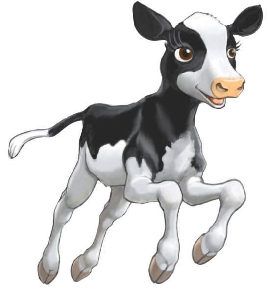 Теленок на белом фоне