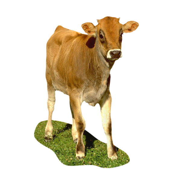 Теленок для детей