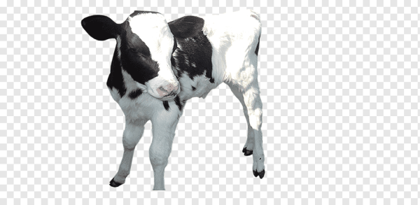 Теленок на белом фоне