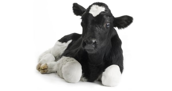 Сколько стоит теленок 1 месяц цена