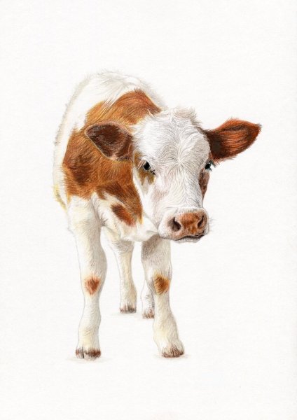 Теленок рисунок