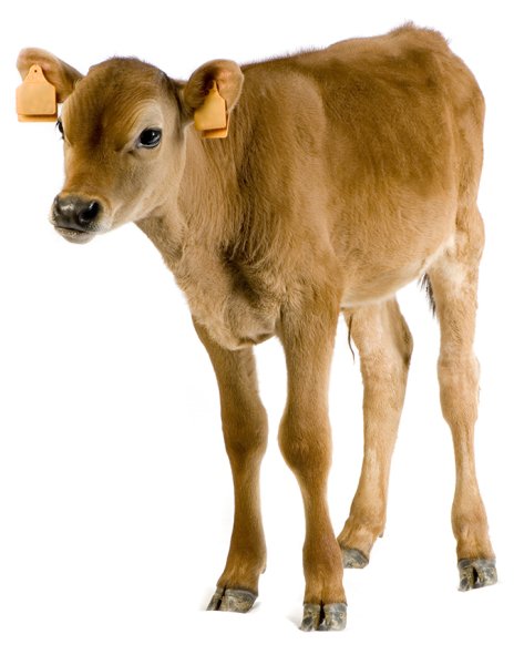 Теленок на белом фоне