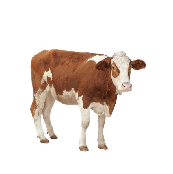 Теленок без фона