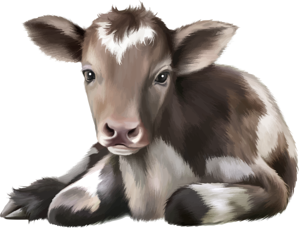 Теленок на белом фоне