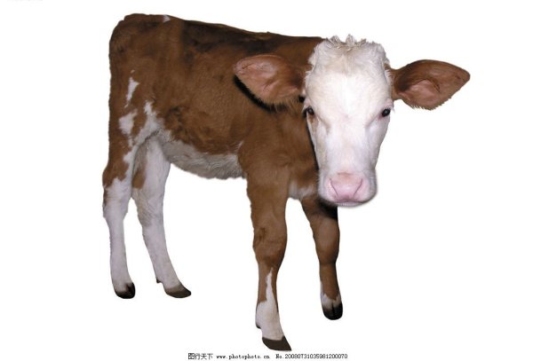 Теленок без фона