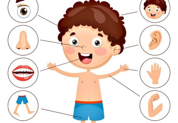 Валеология тело человека