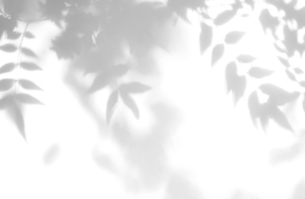 Тень веточки