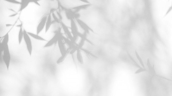 Тень от листвы белый фон